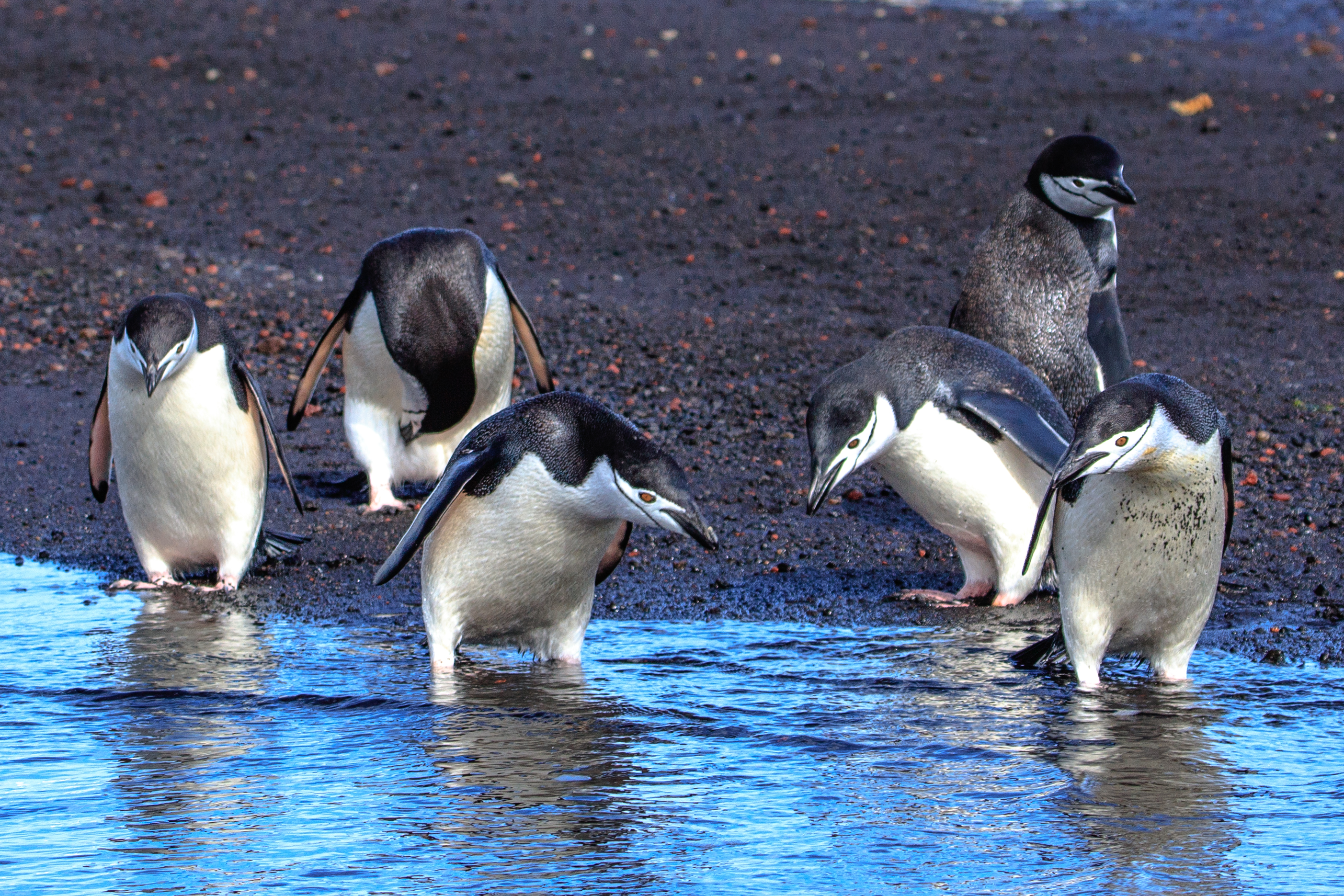 Какой тип развития характерен для субантарктического пингвина. Папуанский Пингвин. Субантарктический Пингвин. Папуанский Пингвин гнездо. Папуанский Пингвин в Южной Америке.
