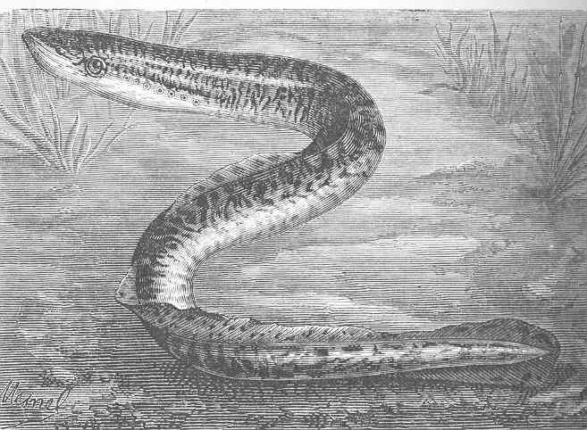 File:FMIB 50422 Lamprey (petromyzon marinus).jpeg