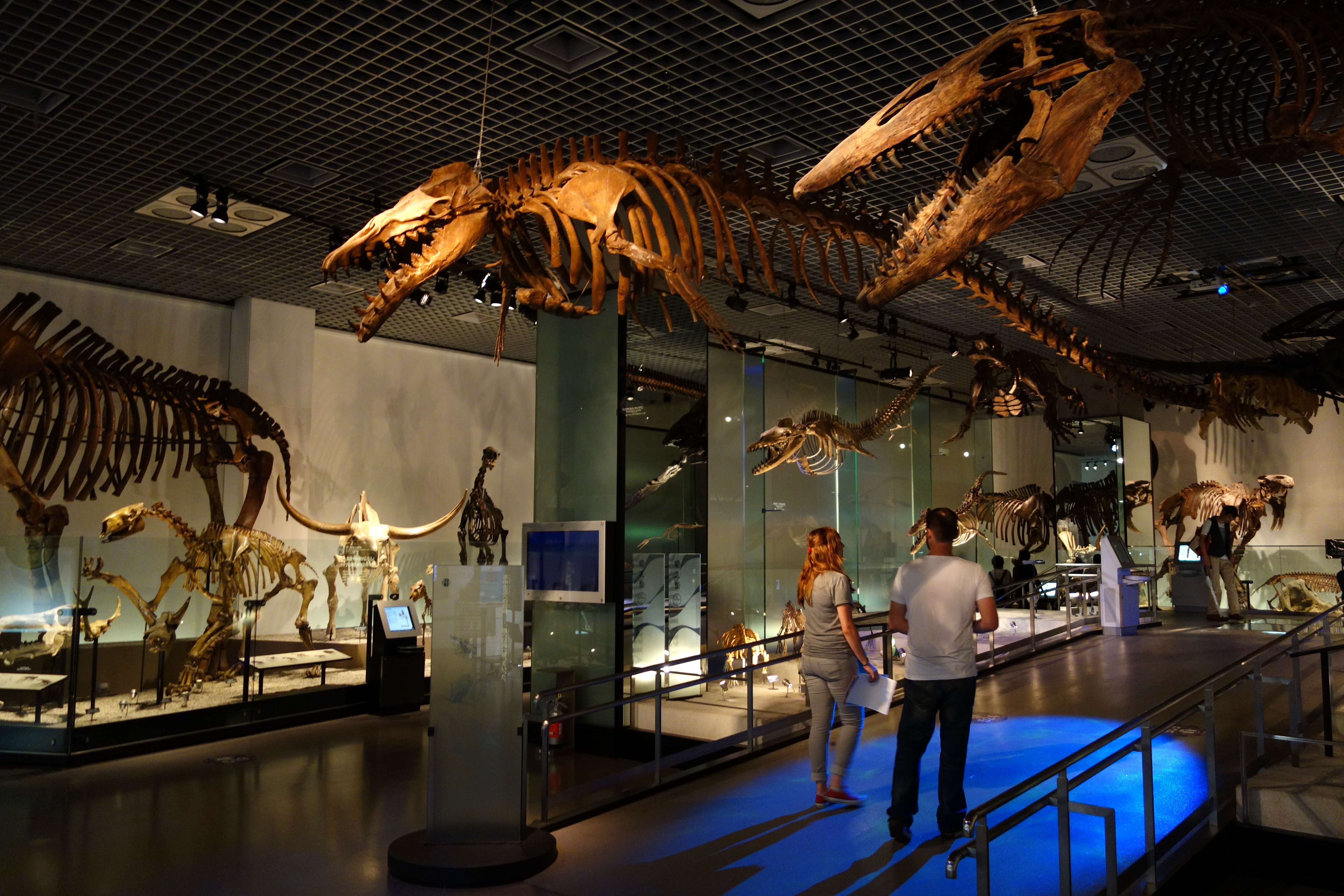 Fossil_gallery_-_National_Museum_of_Nature_and_Science%2C_Tokyo_-_DSC07775.JPG