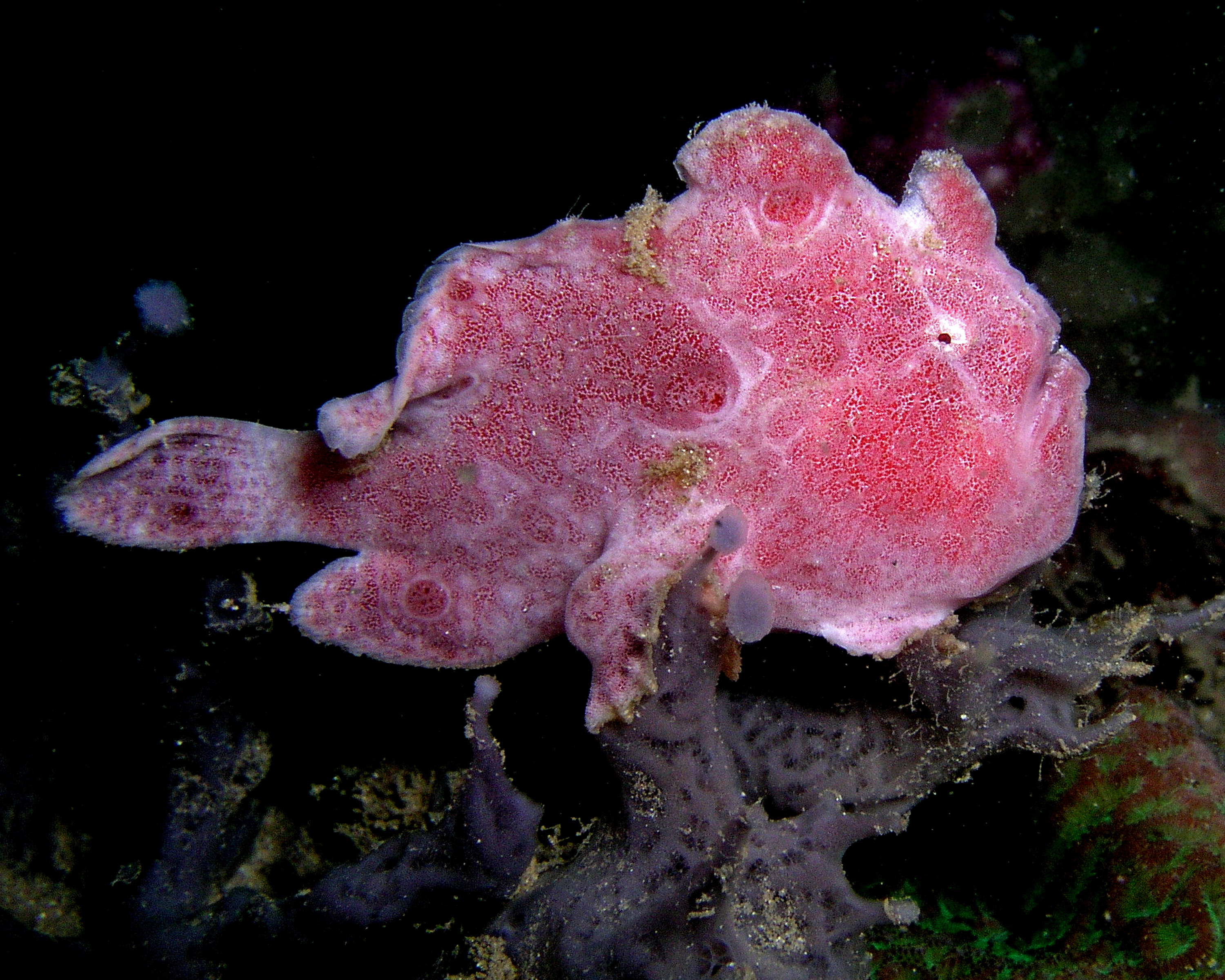 File:Frogfish ocellated.jpg - Wikimedia Commons