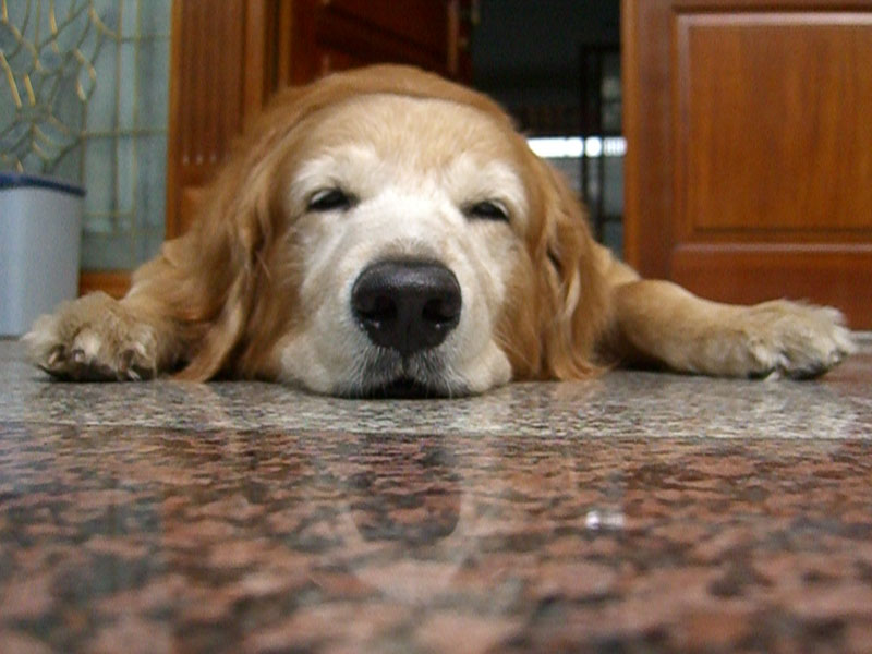 File:Gentle the golden retriever.jpg