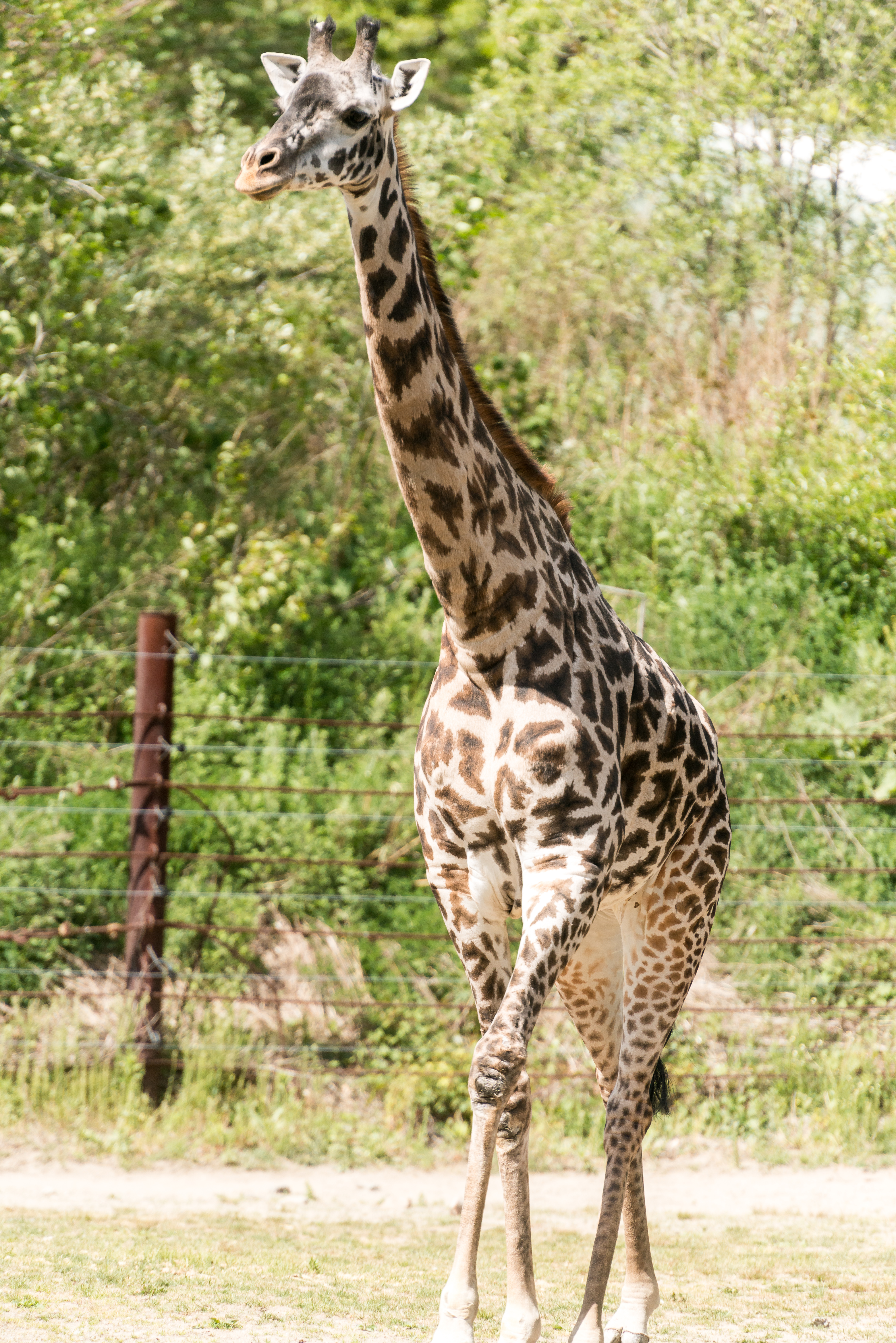 Giraffe Walking (18140902392).jpg