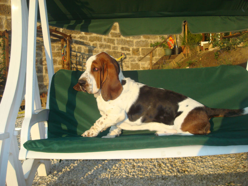 File:Good place for a basset hound.jpg