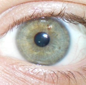 File:GreenEye.jpg