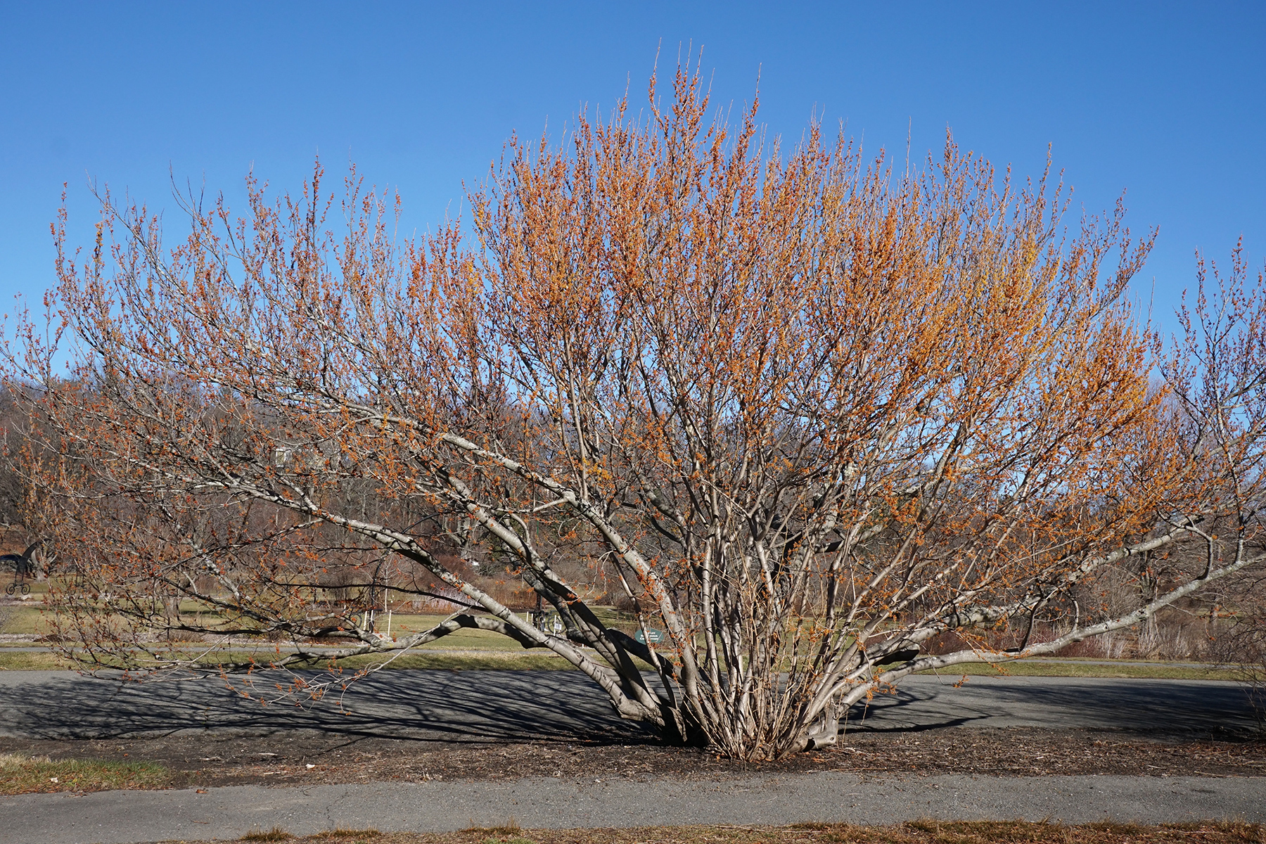 Witch-hazel - Wikipedia