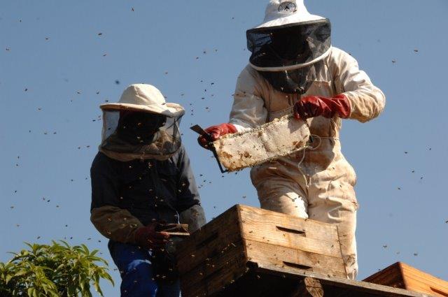 File:Harvesting honey from a roof.jpg