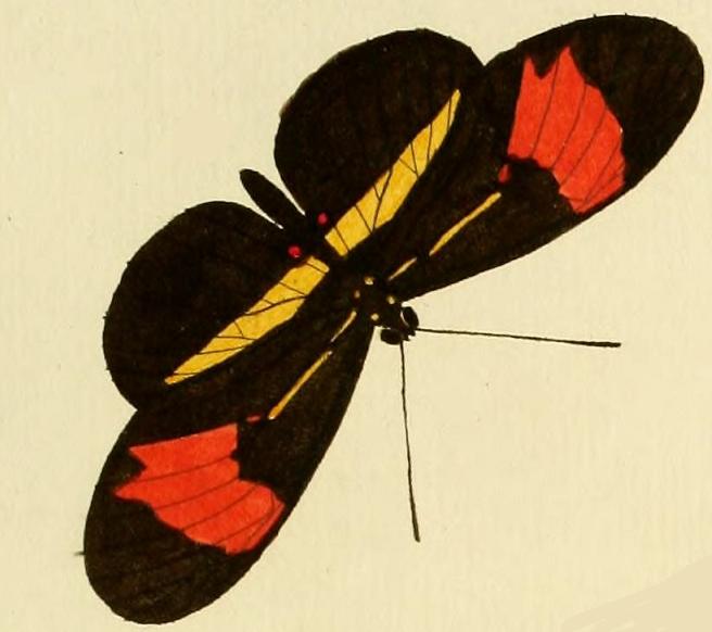 File:Heliconius eratoA.JPG