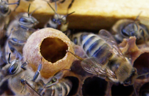 File:Honey bee queen cell built off the bottom of a langstroth frame.jpg