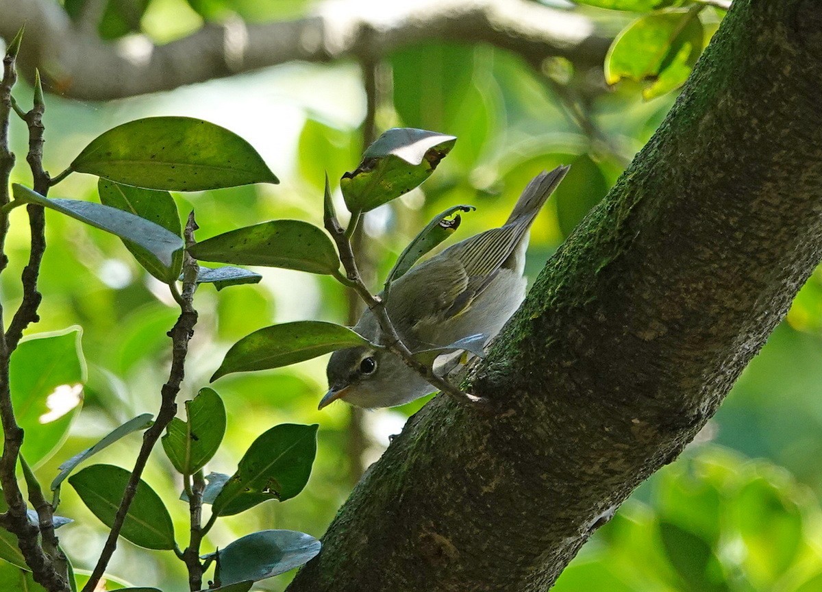 Ijima's leaf warbler - Wikipedia