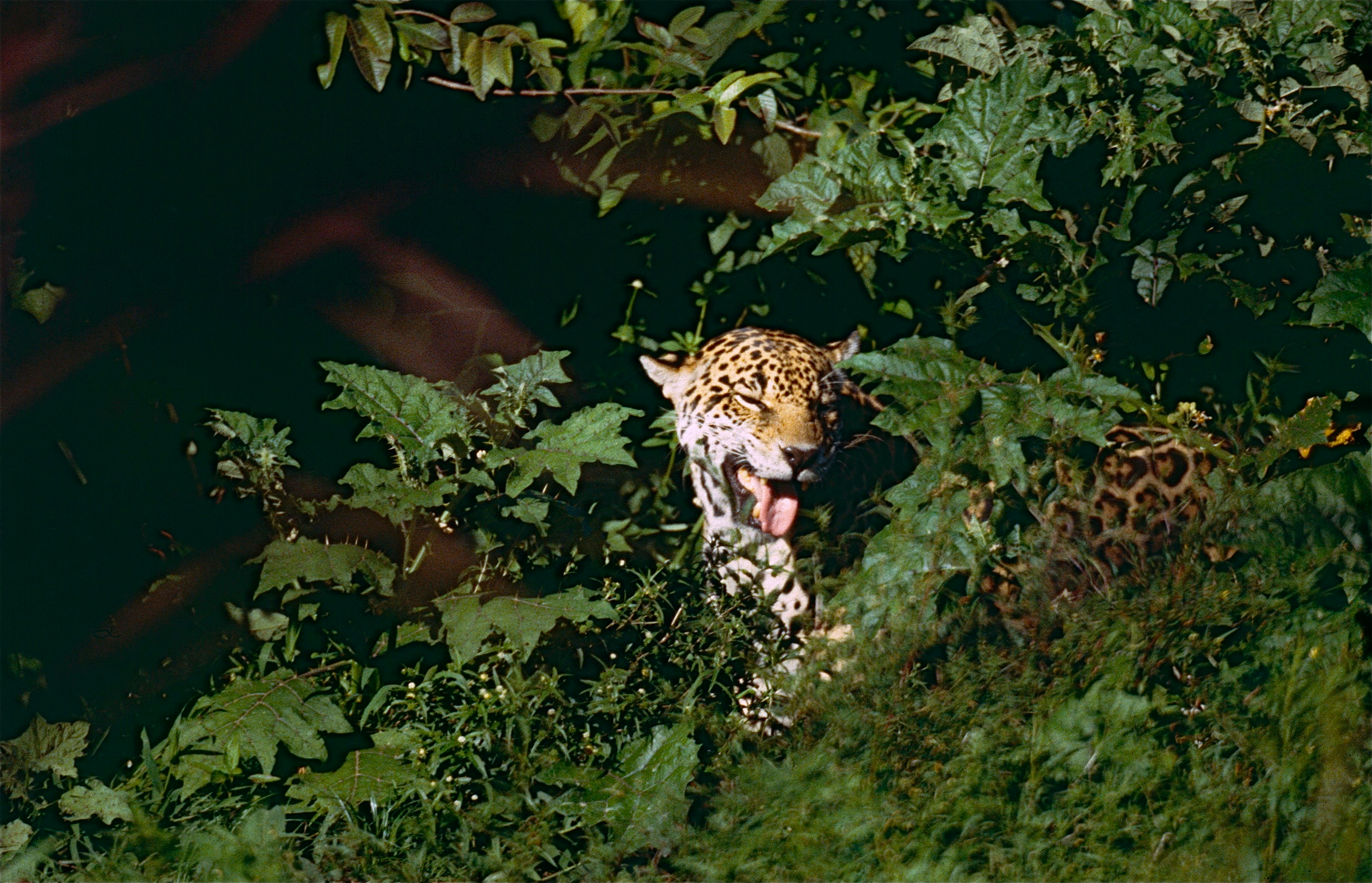 Jaguar (Panthera onca) male in "Flehmen" attitude (10532944193).jpg