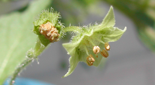 File:Jaltomata confinis 326 flower.jpg