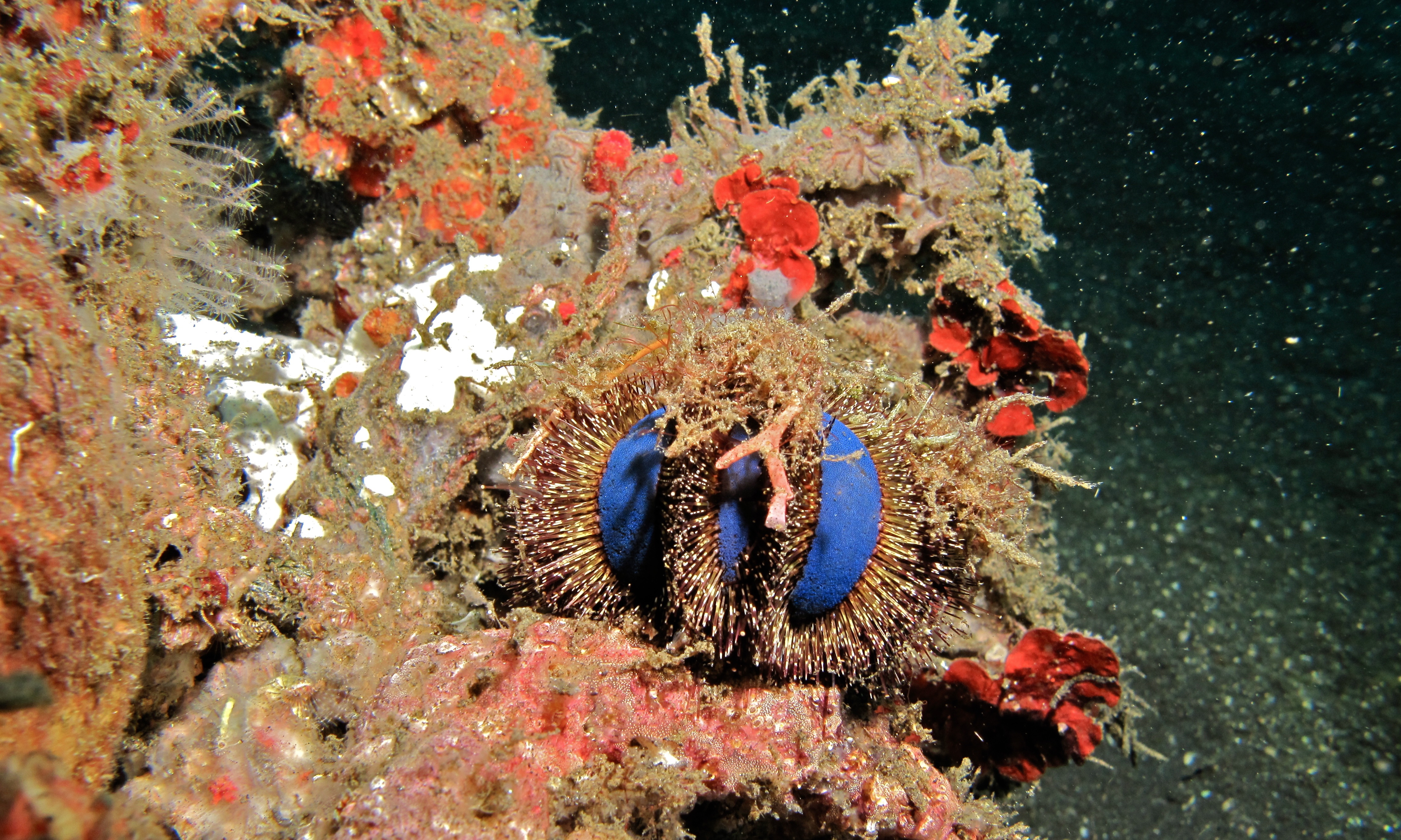 Jewel-box Sea Urchin (Mespilia globulus) (6061374015).jpg