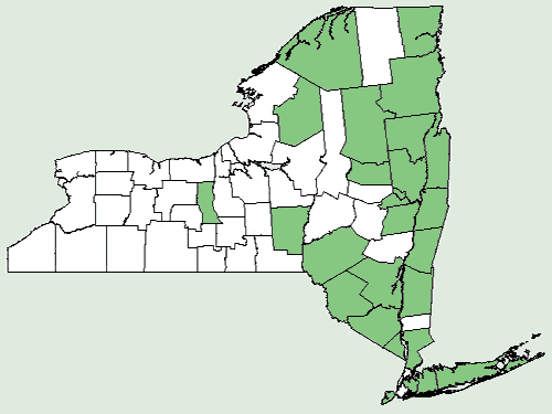 File:Kalmia angustifolia NY-dist-map.png