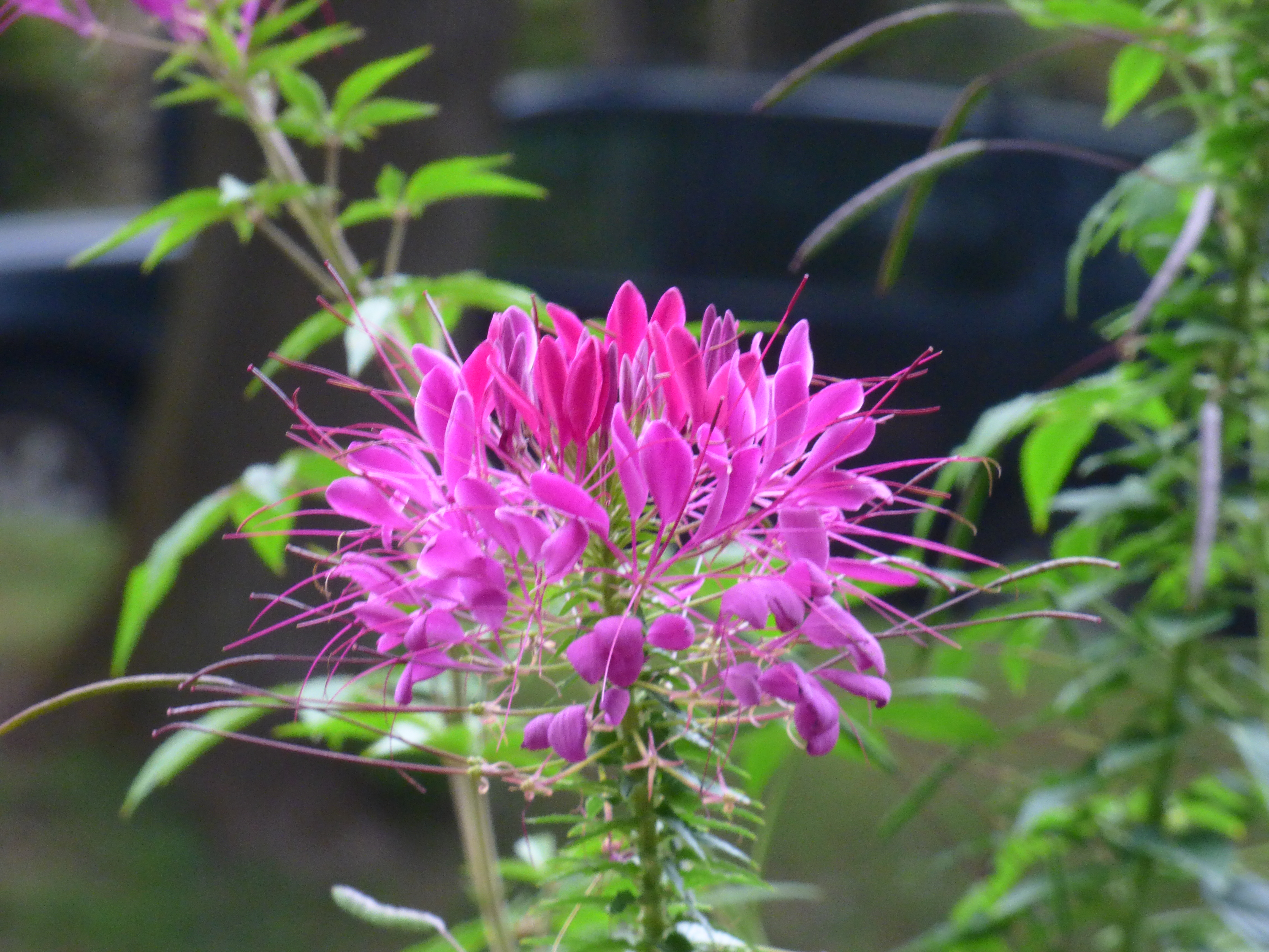 Клеома цветок фото и описание. Клеома Камелия. Клеома в горшке. Cleome hassleriana красная. Cleome hassleriana Grevillea albiflora.