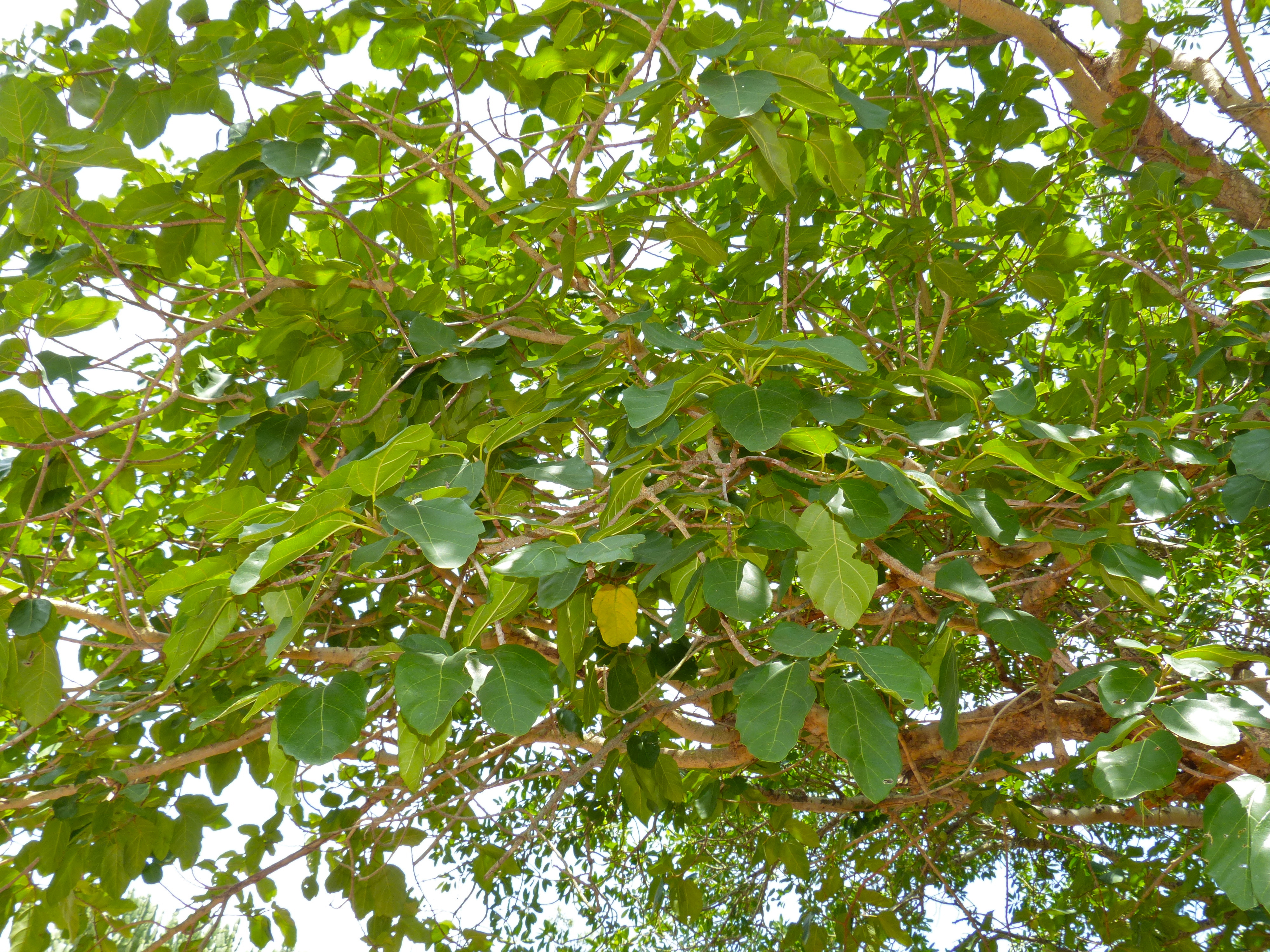 Knob Fig Tree (Ficus sansibarica) (11498807685).jpg