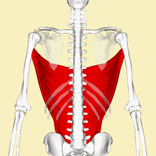 Fichier:Latissimus dorsi muscle  — Wikipédia