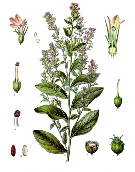 File:Lobelia inflata - Köhler–s Medizinal-Pflanzen-218.jpg