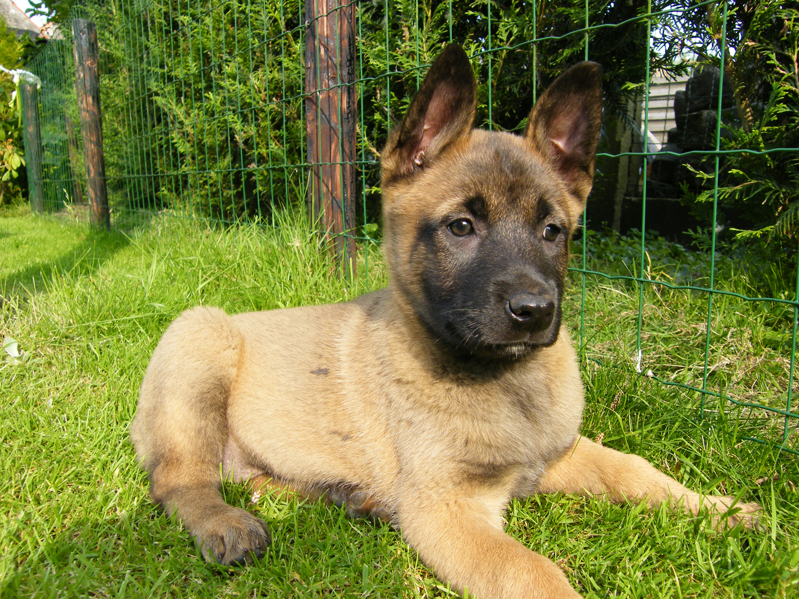 Verschrikking Hedendaags Durf File:Mechelse Herder, Malinois puppy (7 w.).jpg - Wikimedia Commons