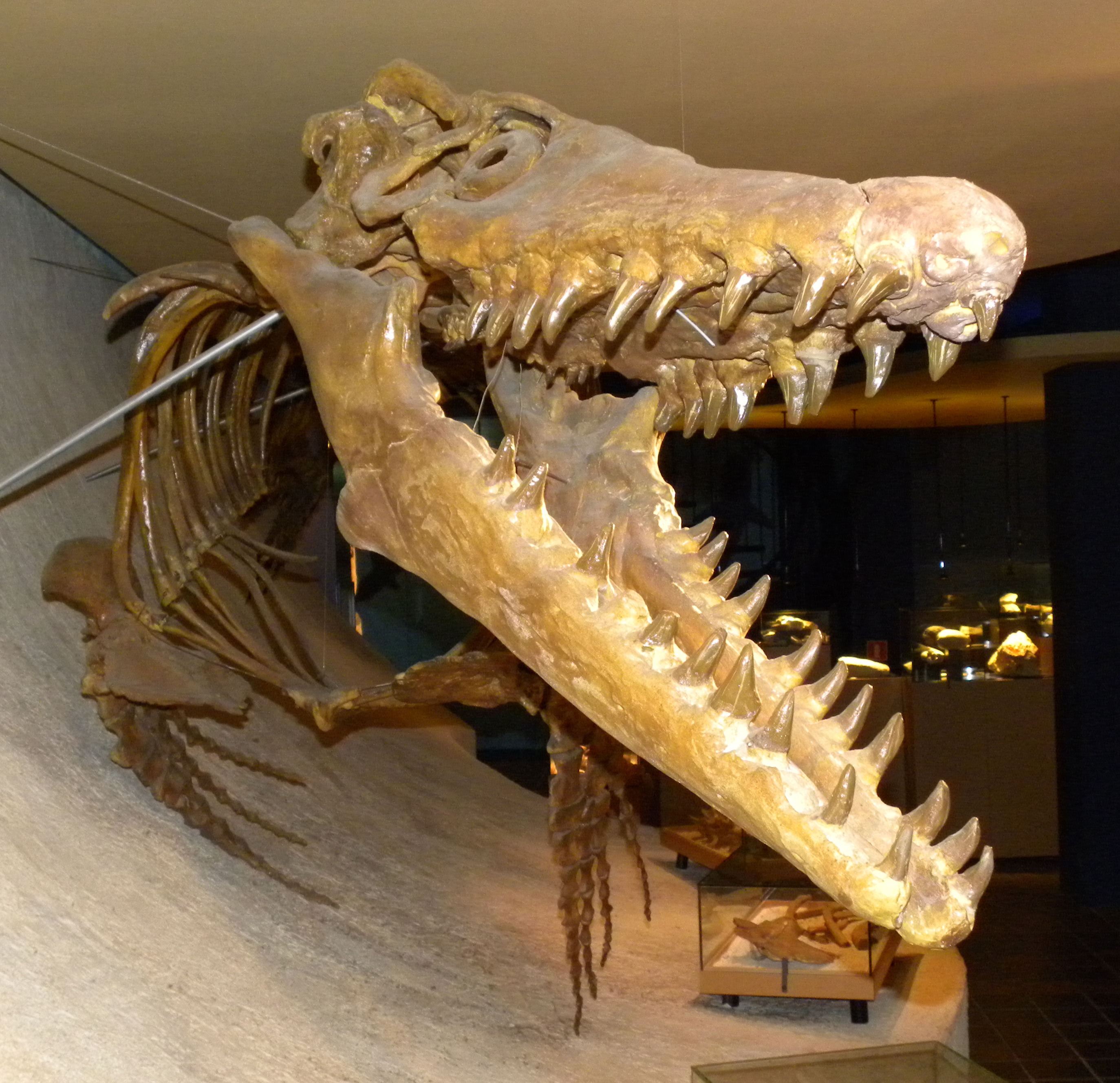 モササウルス科 Wikipedia