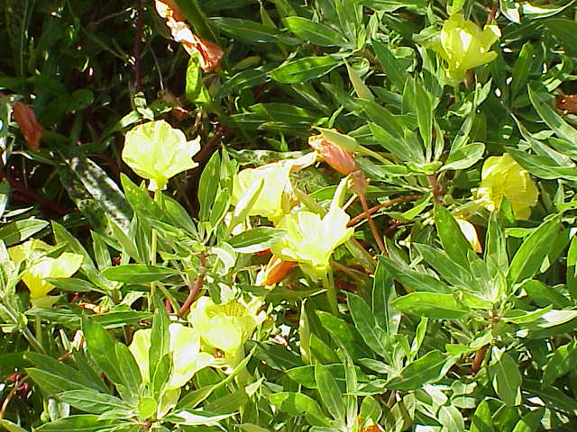 File:Oenothera missouriensis6.jpg