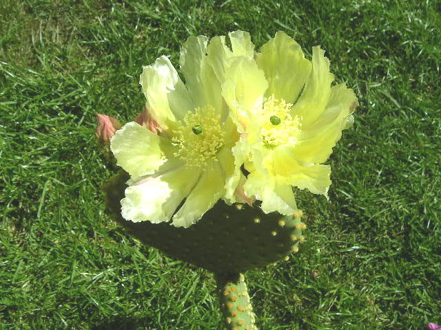 File:Opuntia microdasys1.JPG