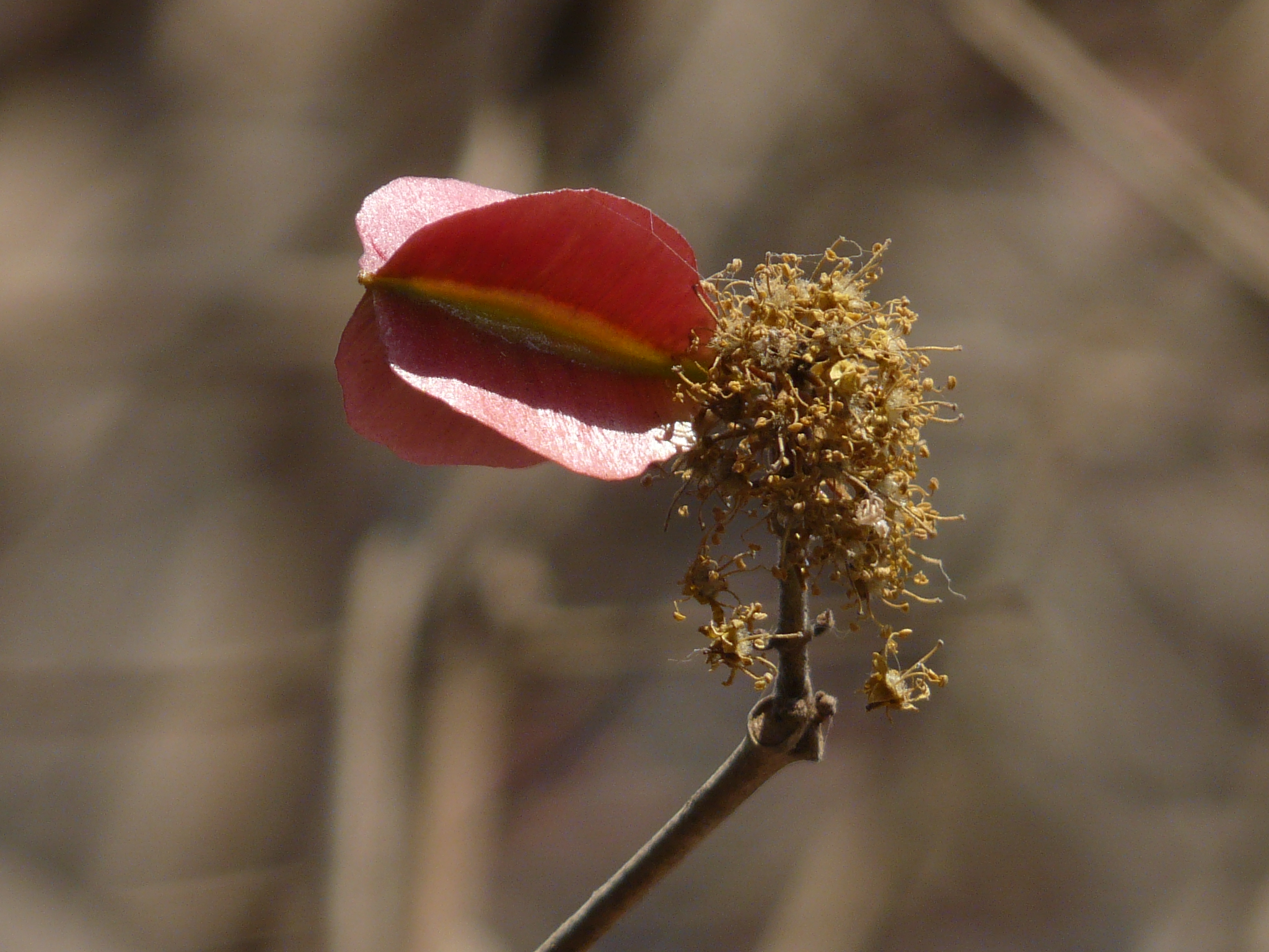 Piluki (Marathi: पिळुकी), Combretaceae (rangoon creeper fam…