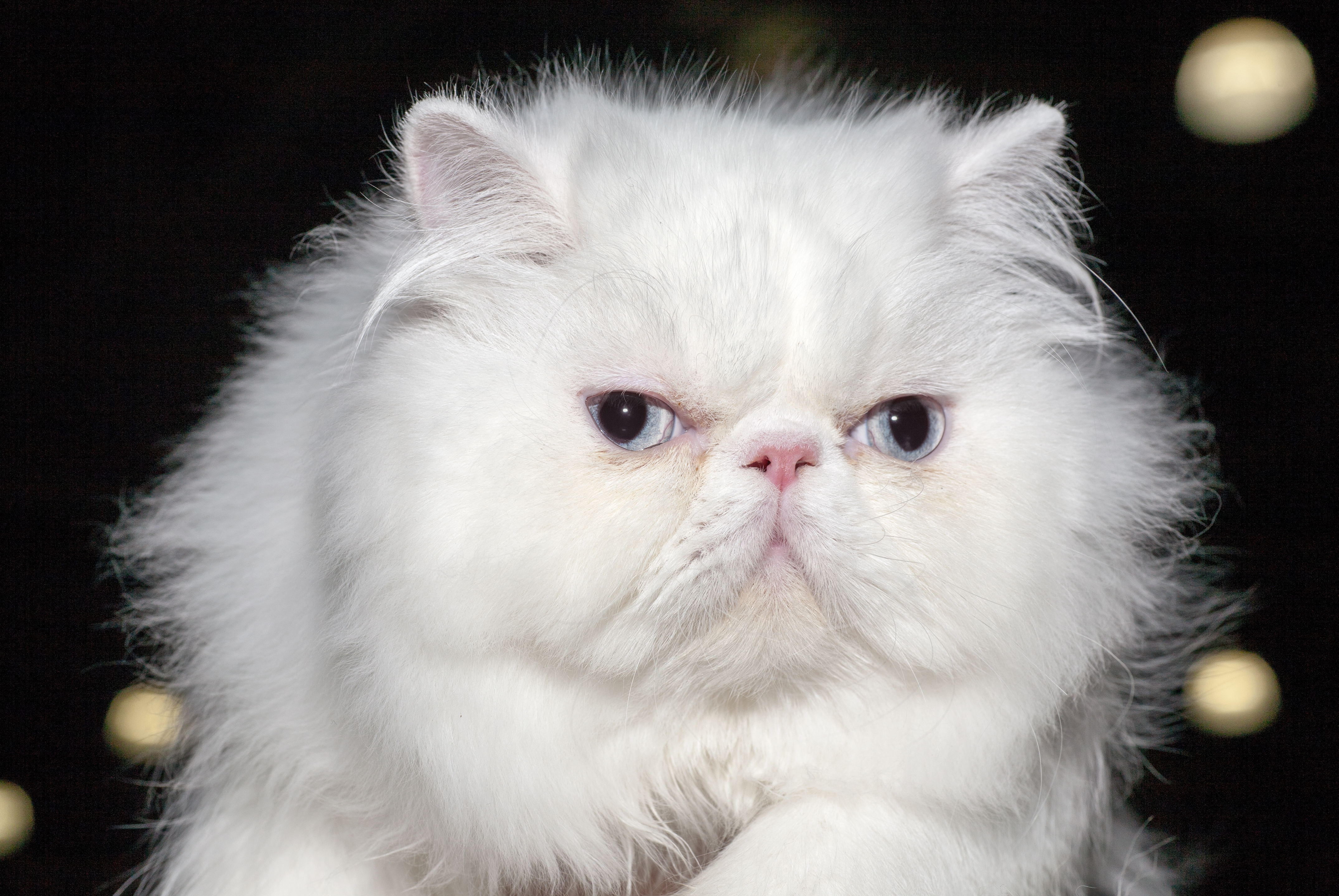 Включи пушистый рай. Персидская шиншилла. Персидская шиншилла кошка. Персидская кошка белая. Персидская вислоухая кошка.