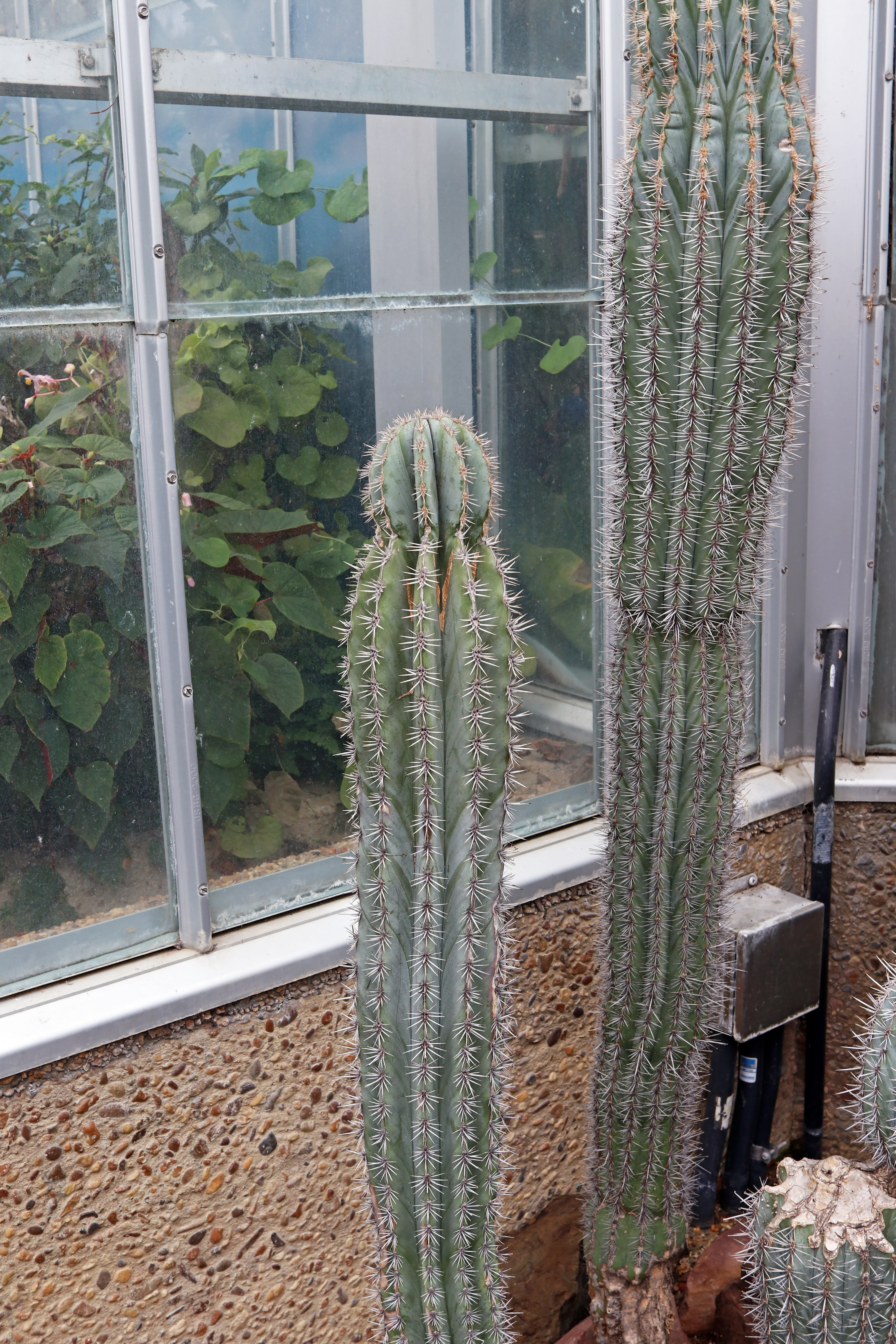 Pachycereus pringlei - Wikipedia