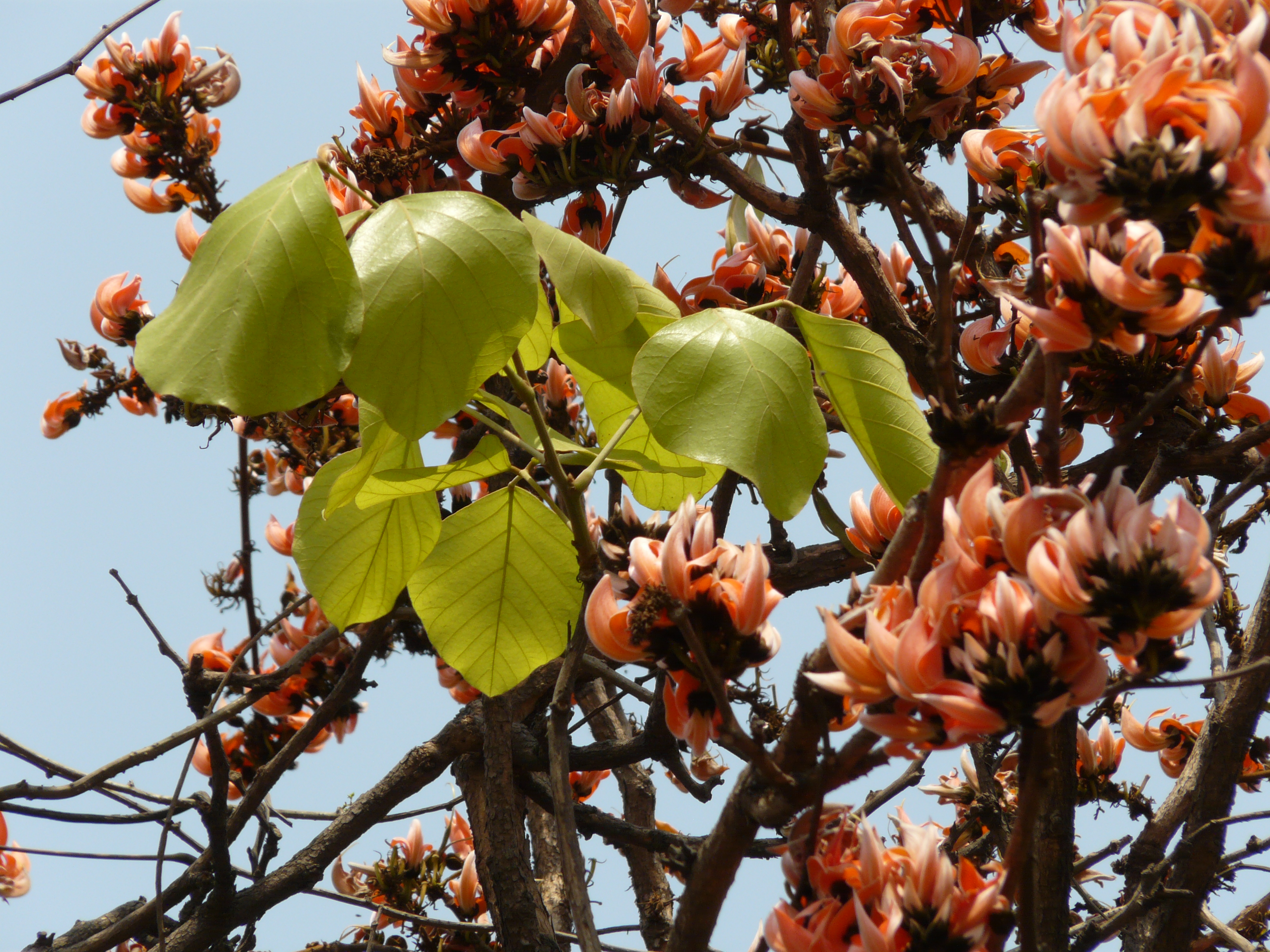 File Palash Gujarati પલ શ Jpg Wikimedia Commons