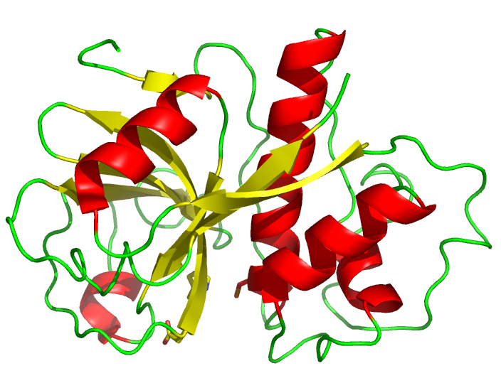 Papain - Wikipedia