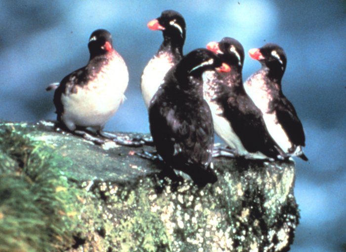 File:Parakeet auklets.jpg