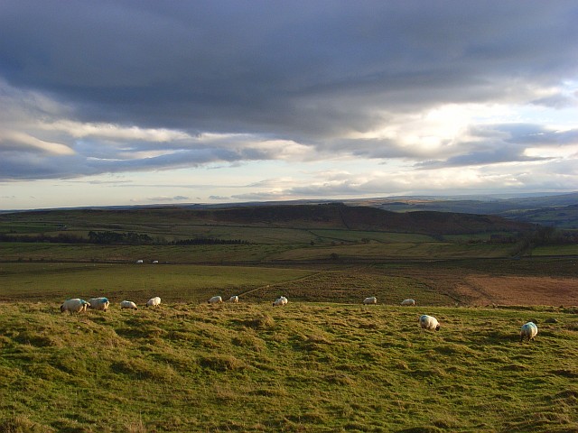 File:Pastures above Crag Lough - geograph.org.uk - 1068698.jpg