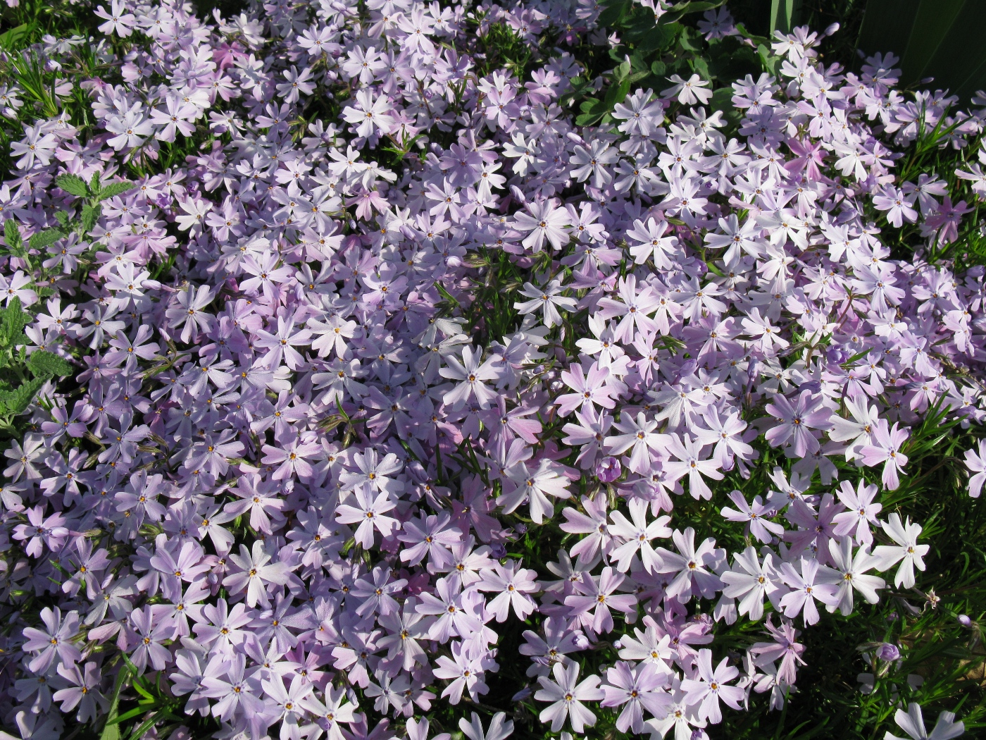 Флокс шиловидный уход. Флокс шиловидный early Spring Lavender'. . . . . С3. . . , Phlox 'early Spring Lavender'. Phlox subulata ' Spring Blue ' PBR. 101 Phlox subulata total в горшке. 101 Phlox subulata total 1,000 в горшке.