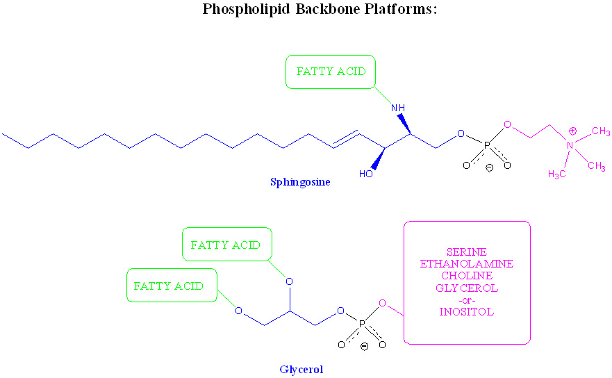 Backbone перевод