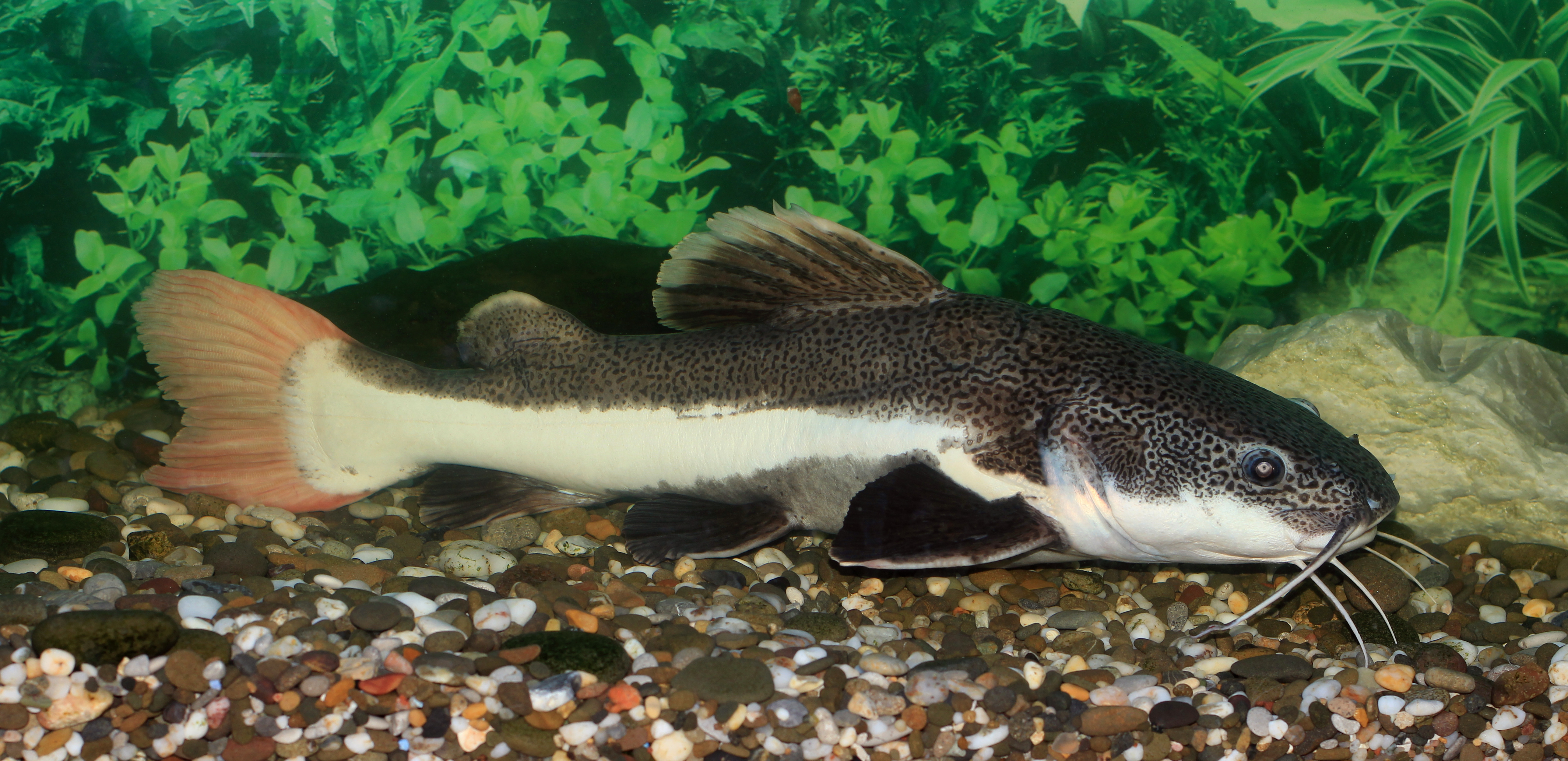 Redtail catfish - Wikipedia