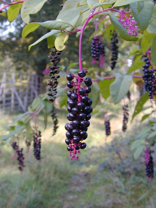 Phytolacca-americana-berries.JPG