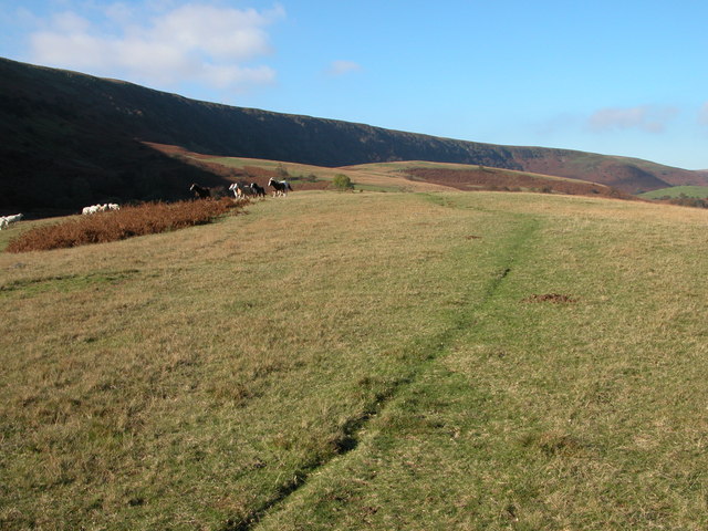 File:Ponies and sheep above Capel-y-ffin - geograph.org.uk - 273540.jpg