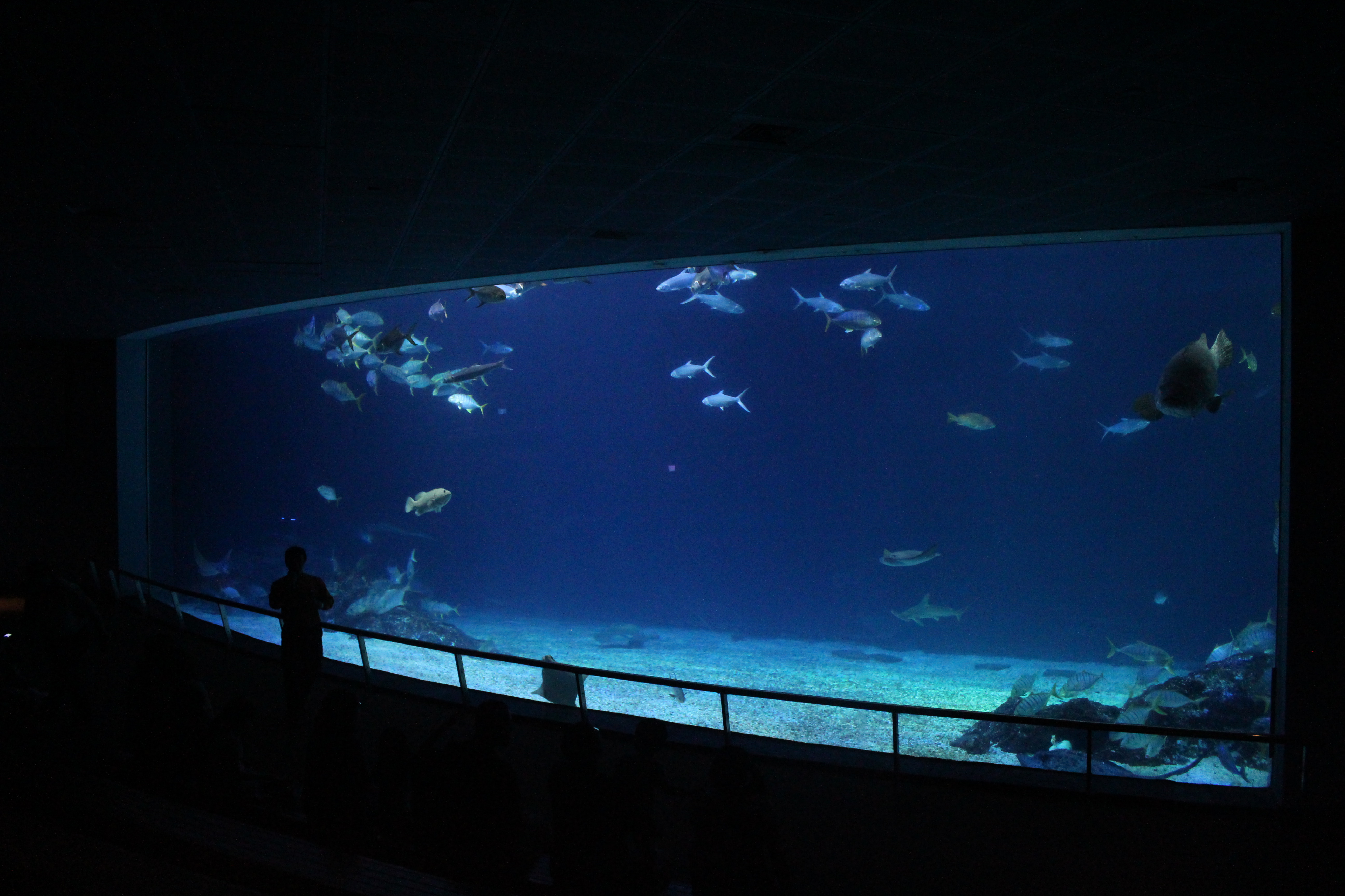 6 Feet Long Big Aquarium Tank for Marine Fishes - China Aquarium