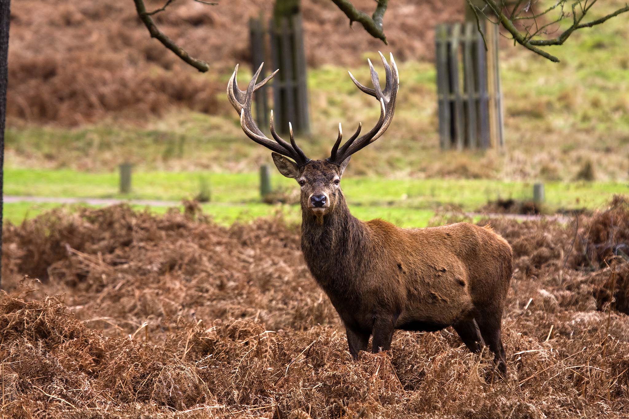 Stag. Благородный олень. Благородный олень (Cervus elaphus). Маралы горный Алтай. Бухарский олень.