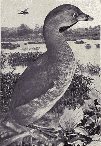 File:Reed-pied-billed-grebe.png