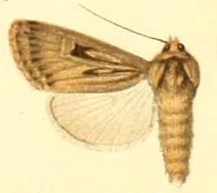 <i>Dichagyris truculenta</i> Species of moth