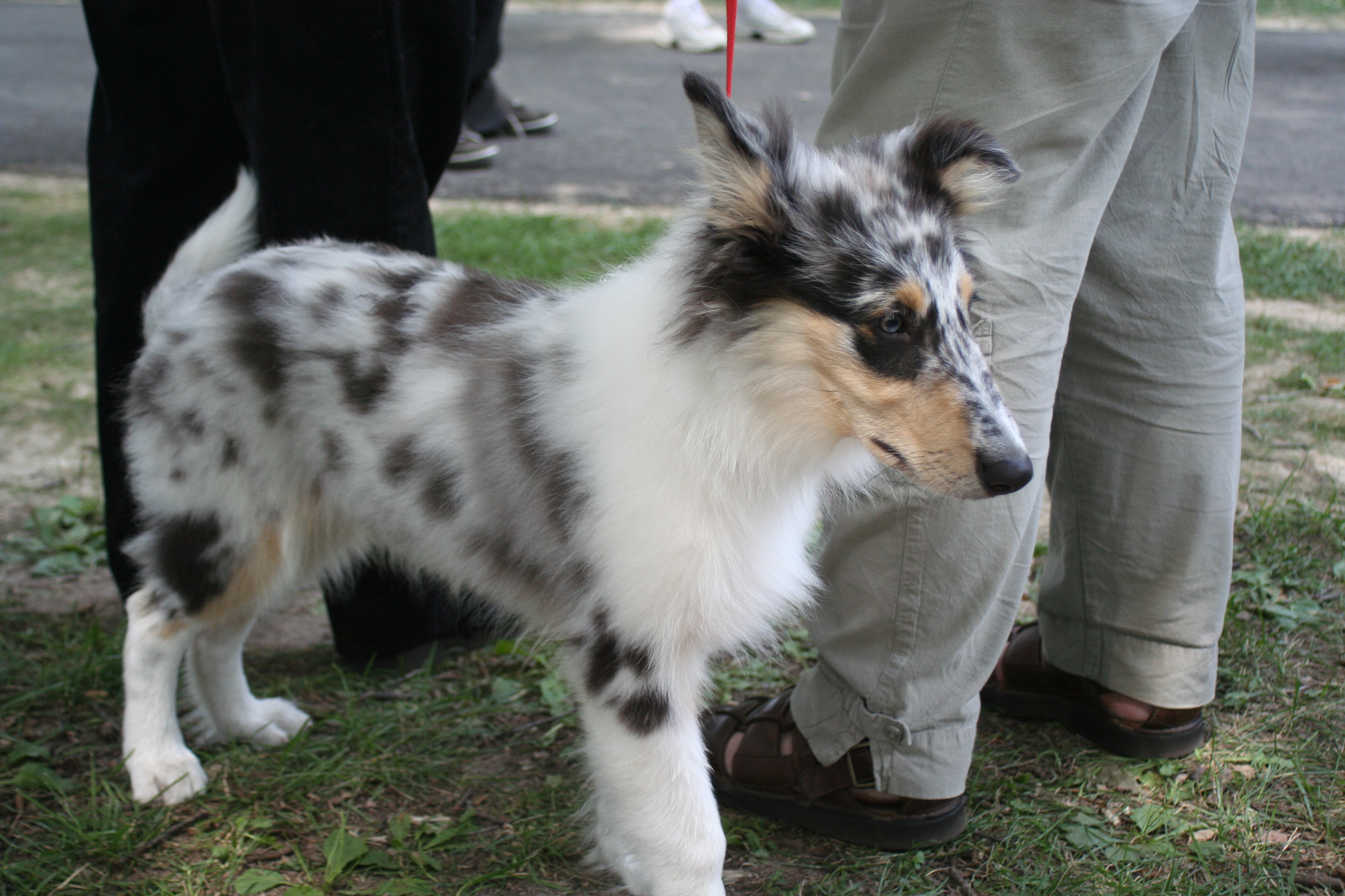 blue merle rough collie puppy