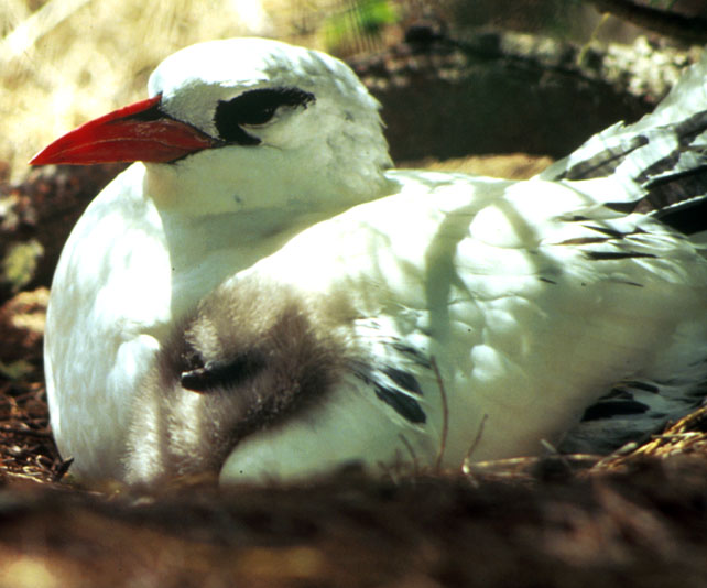 Red-tailed Tropicbird