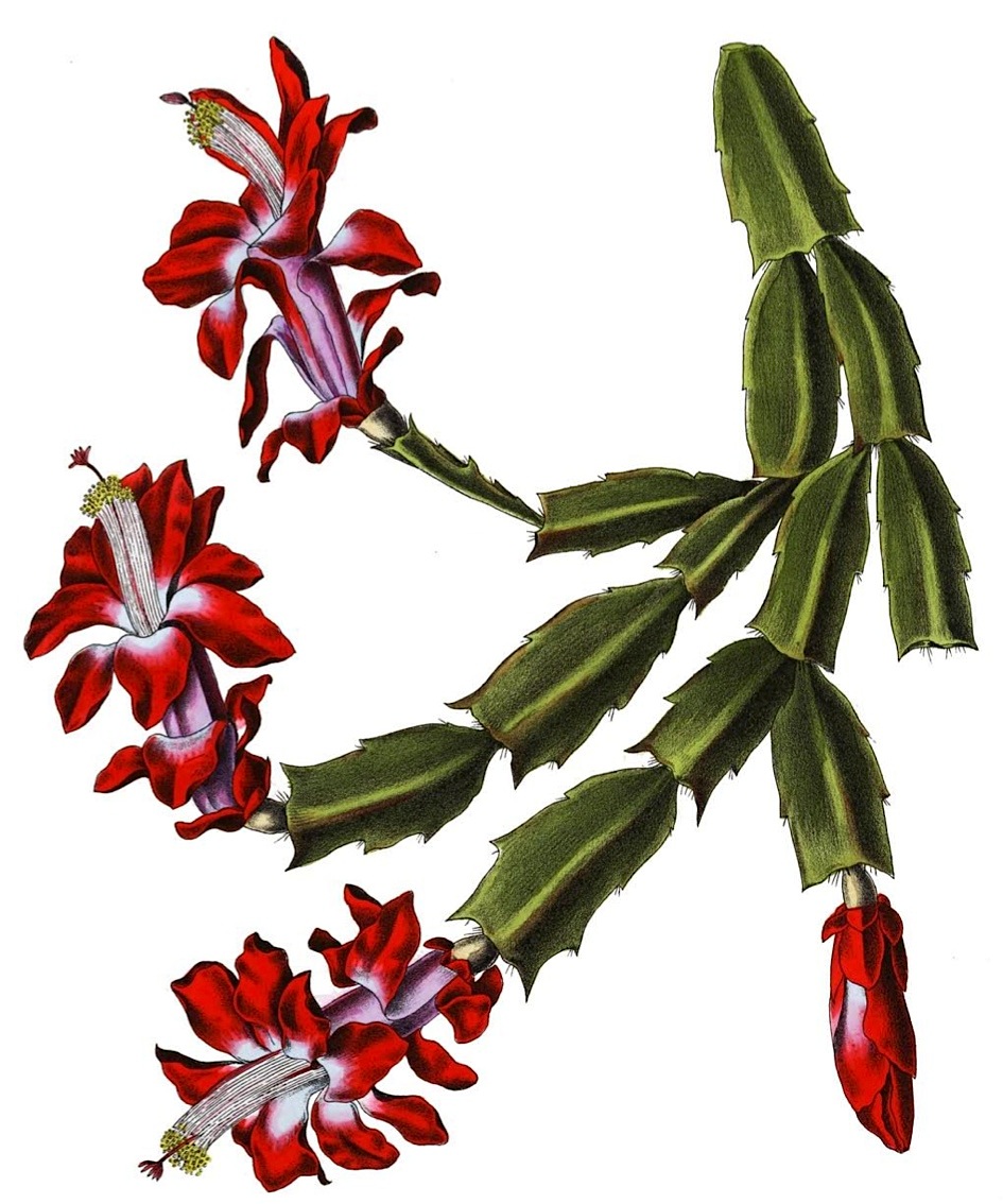 Schlumbergera_truncata_BlKakteenT25