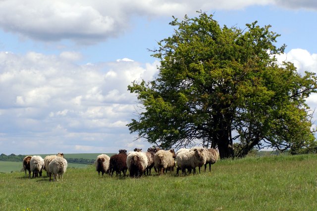Sheep on Twyford Down - geograph.org.uk - 450586