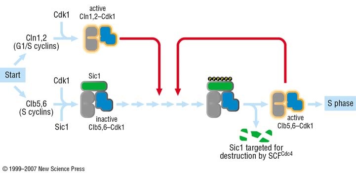 Fig. 1 The diagram shows the role of Sic1 in Clb5,6-Cdk1 inhibition and its phosphorylation-mediated polyubiquitination and destruction. Destruction allows for Clb5,6-Cdk1 activity and S-phase entry. Sic1 David Morgan10-5.jpg