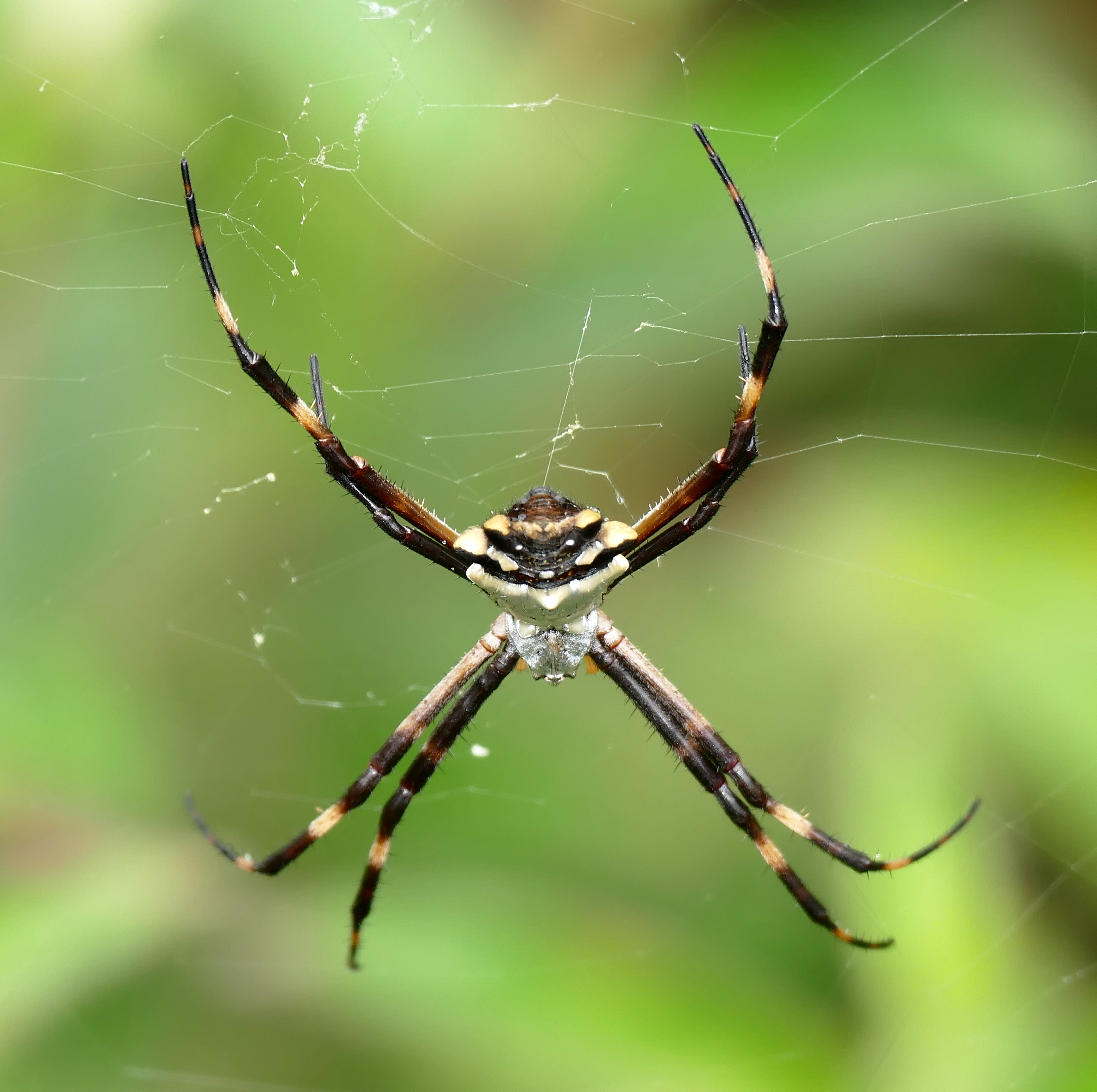 File Silver Garden Spider Argiope Argentata 28317753489 Jpg