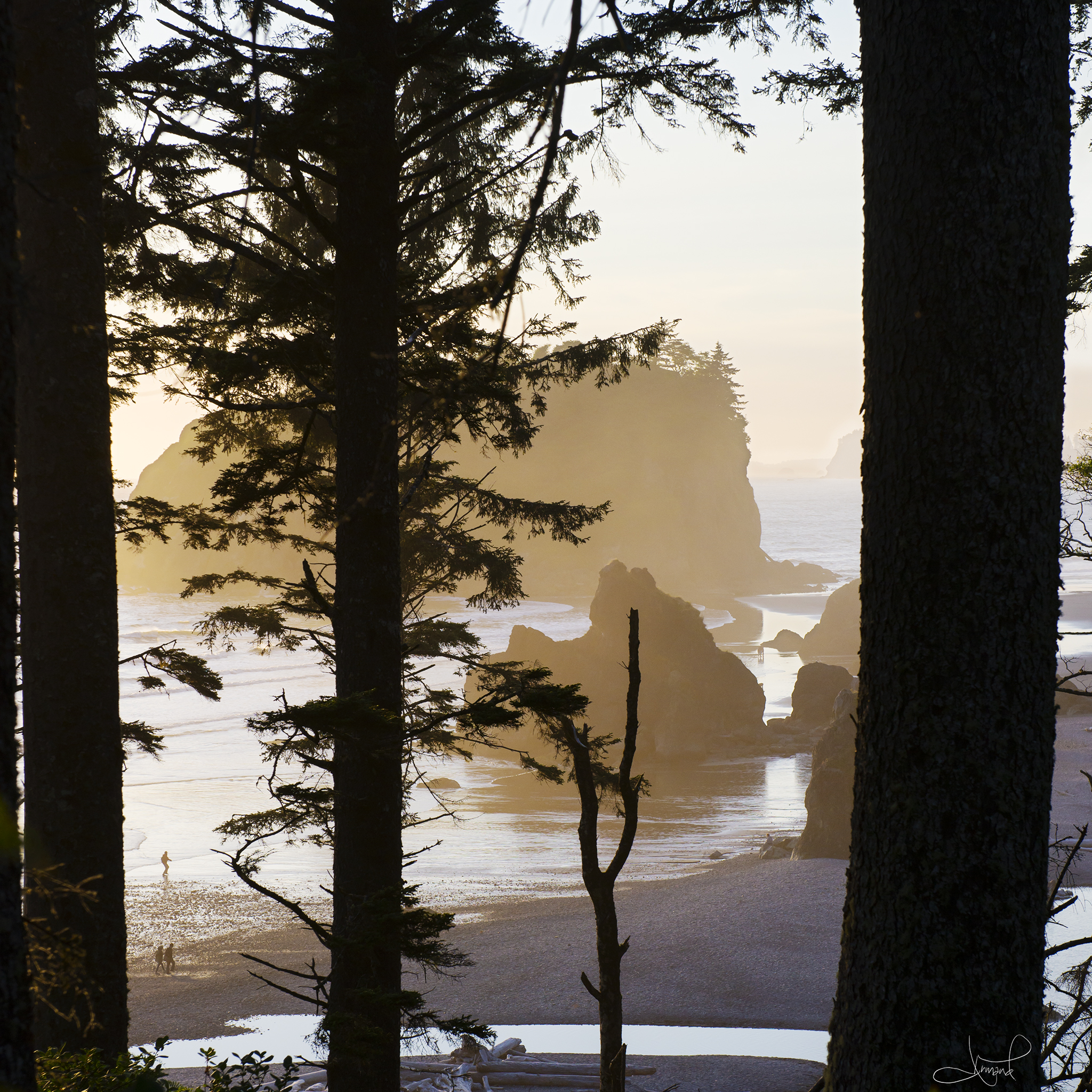 Through the trees