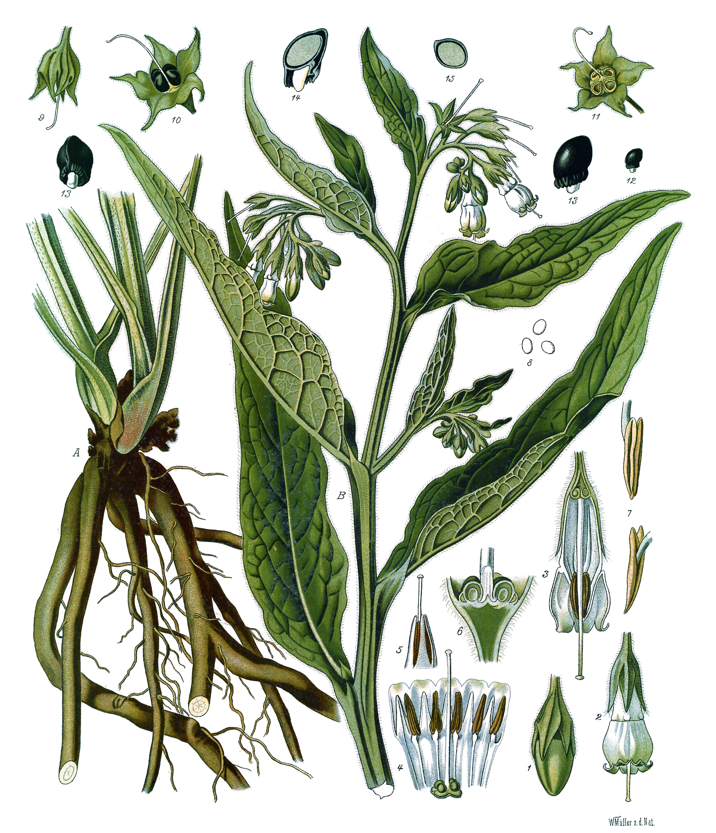 Echter Beinwell – Herbal Hunter Digitales Herbarium