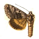 Syngrapha pyrenaica